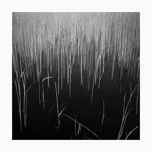 Paul Cooklin, Water Reeds, Photographie Gélatine Argentée