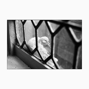 Paul Cooklin, Pigeon, Photographie gélatino-argentique, Édition limitée à 10 exemplaires