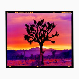 Richard Heeps, Joshua Tree Landscape, Mojave Desert, California, Photographic Print