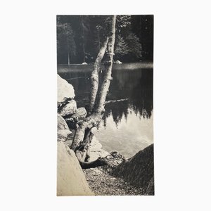 Black and White Tree Photograph in Wood & Paper, 1970s