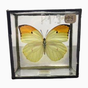 Schulbedarf Schmetterling, 1950er