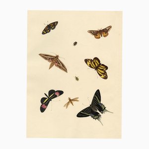 Louisa Hare, Natural History Flowers Foliage & Butterflies, 1832, Original Watercolours