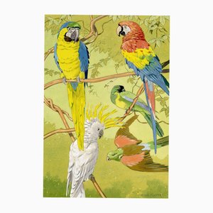 William Neave Parker, Parrots Bird Illustration, 1890s, Gouache Painting