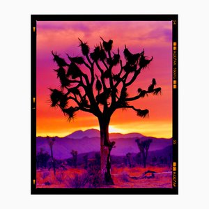 Richard Heeps, Joshua Tree, Mojave Desert, 2002, California, Photographic Paper