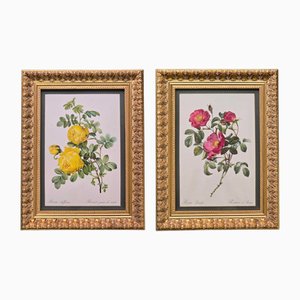 Pierre-Joseph Redouté, Roses in Gold and Green, 1950s, Glass & Wood & Paper, Framed, Set of 2