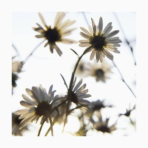 Paul Cooklin, marguerites, photographie de type C, édition limitée de 10