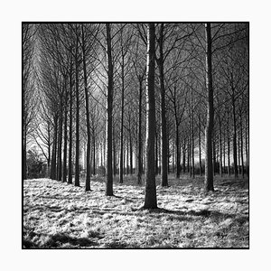 Paul Cooklin, Wickham Skeith VI, 2013, Fotografia di gelatina d'argento, Edizione 3/10