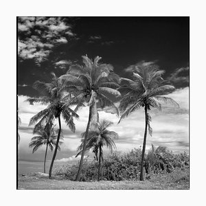 Paul Cooklin, Coconut Trees, Silver Gelatin Photography, edizione limitata di 10