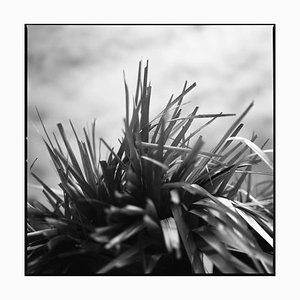 Paul Cooklin, Rafia Style Parasol I, Silver Gelatin Photograph, Limited Edition of 10