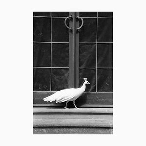 Paul Cooklin, Peafowl, Silver Gelatin Photograph, Limited Edition of 10