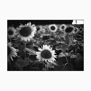 Paul Cooklin, Sunflowers, Silver Gelatin Photograph, Limited Edition of 10