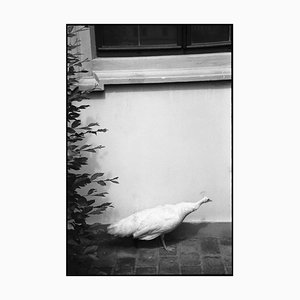 Paul Cooklin, Peahen, Silver Gelatin Photograph, Limited Edition of 10