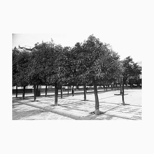 Paul Cooklin, Trees, Silver Gelatin Photograph, Limited Edition of 10