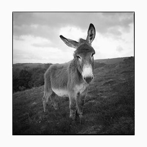 Paul Cooklin, Barnaby the Donkey, Silver Gelatin Photograph, Limited Edition of 10