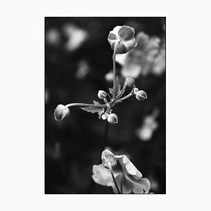Paul Cooklin, Apanese Anenome, Silbergelatine-Foto, Limitierte Auflage von 10