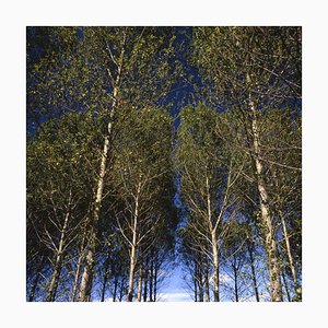 Paul Cooklin, Walsham Le Willows II, C Type Photograph, Limited Edition of 10