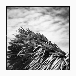 Paul Cooklin, Rafia Style Parasol II, Silver Gelatin Photograph, Limited Edition of 10