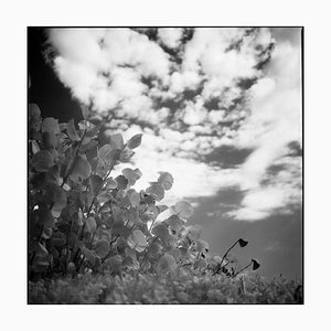 Paul Cooklin, Flora, Silver Gelatin Photograph, Limited Edition of 10