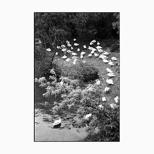 Paul Cooklin, Swans on the Vltava River, Silver Gelatin Photograph, Limited Edition of 10