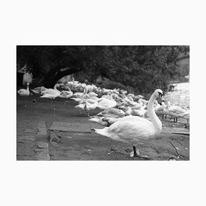 Paul Cooklin, Swans on the Vltava River, Silver Gelatin Photograph, Limited Edition of 10