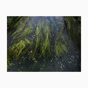 Ellie Davies, Chalk Streams 11, 2023, Photographie