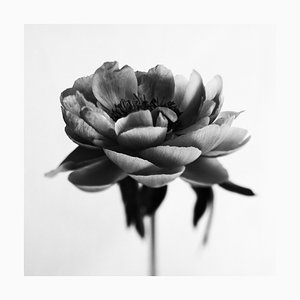 Ugne Pouwell, Peony no.7, 2022, Photographie florale analogique en noir et blanc, Édition limitée à 20 exemplaires