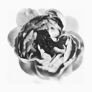 Ugne Pouwell, Peony No.6, 2022, Fotografia floreale analogica in bianco e nero, Edizione limitata di 5