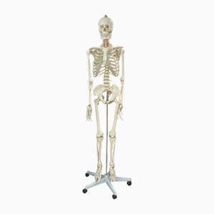 Vintage Skeleton Display Statue with Stand