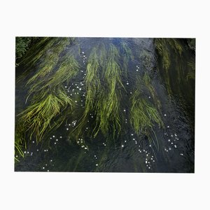 Ellie Davies, Chalk Streams 11, 2023, Impresión