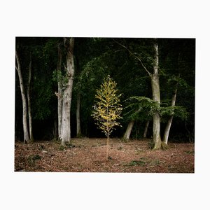Ellie Davies, Smoke and Mirrors 1, Impression