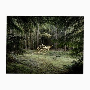 Ellie Davies, Smoke and Mirrors 4, Impression