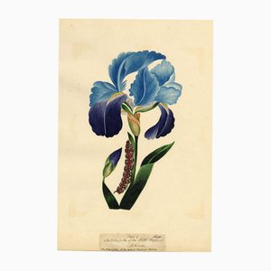 J. McA, Iris with Caterpillar of the Spotted Elephant Sphinx, 1810s, Watercolor