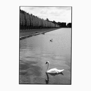 Paul Cooklin, Swans, Silver Gelatin Photograph, Limited Edition of 10