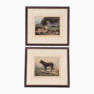 Vero Shaw, Cani Skye Terriers, Irish Water Spaniel Captain, 1800s, Lithographs, Set of 2