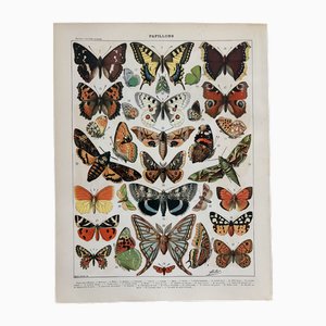 Adolphe Millot, Butterflies of Europe, 1900, Lithograph