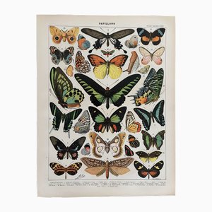 Adolphe Millot, Exotic Butterflies, 1900, Lithograph