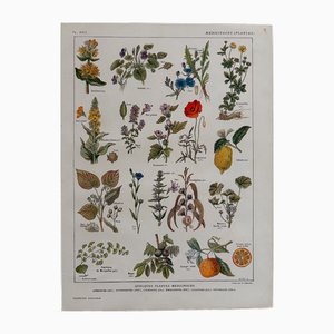 Maurice Dessertenne, Plantas medicinales, años 20, Litografía