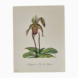 Madeleine Rollinat, Wilde Orchideenblüte, 1960er, Aquarell