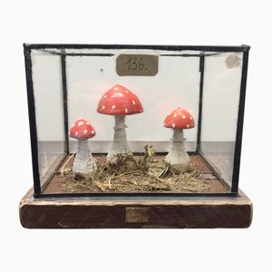 Wooden Mushrooms in Glass Dome, 1950s