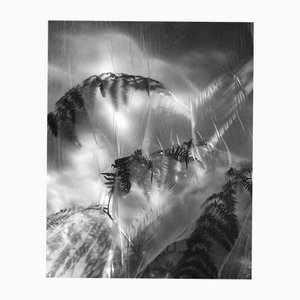 Ugne Pouwell, Fern No.2, Limited Edition Black and White Photograph