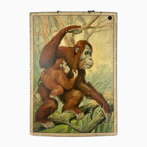 Czech Educational School Board with Orangutans, 1900s