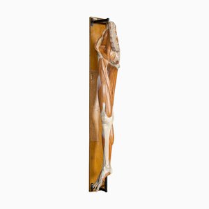 Antique 19th Century Human Anatomical Leg Model by Bock Steger, Leipzig, 1890s