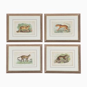 Richard Bowdler Sharpe, Felines, 1896, Lithographs, Framed, Set of 4