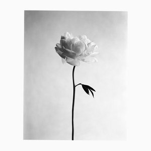 Ugne Pouwell, Peony No.11, 2025, Photographie Noir et Blanc