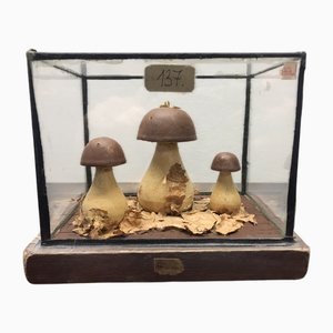 Champignons en Bois Sous Verre,1950s