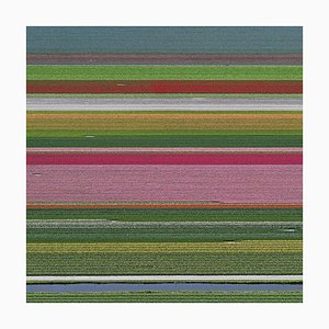 Bernhard Lang, av_tulip_fields_014, tirage photo en édition limitée