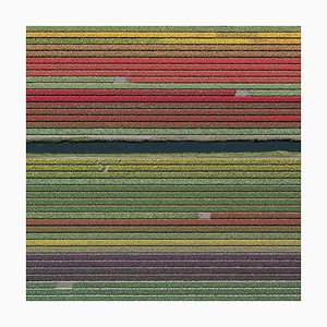 Bernhard Lang, av_tulip_fields_037: Vista aérea, fotografía de edición limitada