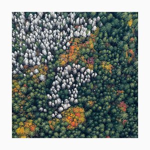 Bernhard Lang, bavarian_forest_014 tamaño B, fotografía de bellas artes de edición limitada