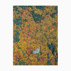 Bernhard Lang, bavarian_forest_02, fotografía de bellas artes de edición limitada