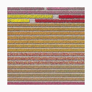 Bernhard Lang, AV_Tulip_Fields_031, Fotografía